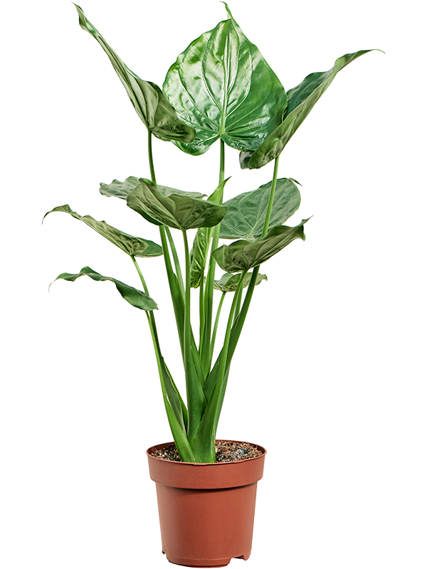 Cheerful Elephant Ear Alocasia cucullata Indoor House Plants