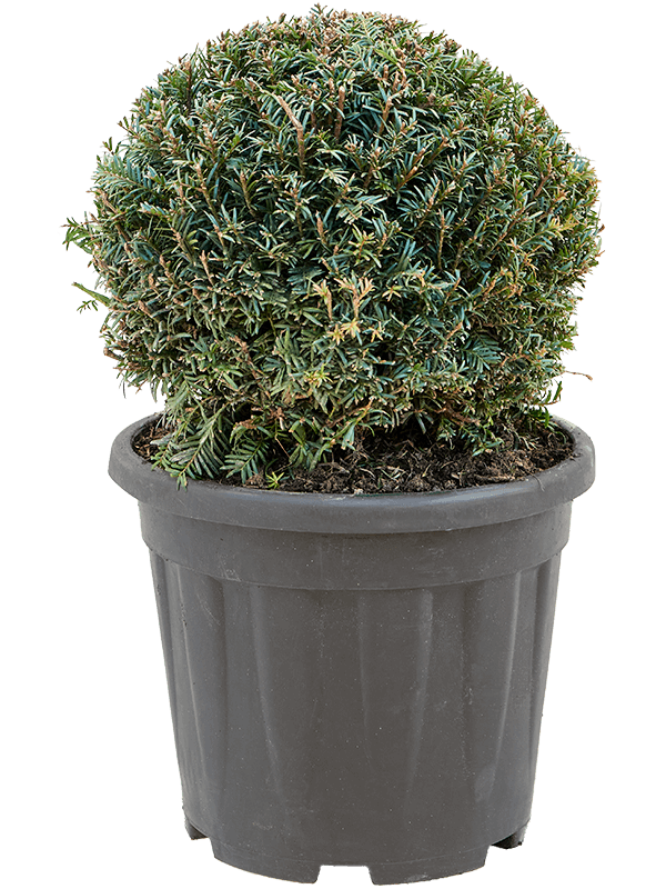 Photogenic English Yew Taxus baccata