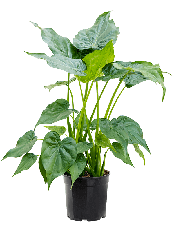 Cheerful Elephant Ear Alocasia cucullata Indoor House Plants