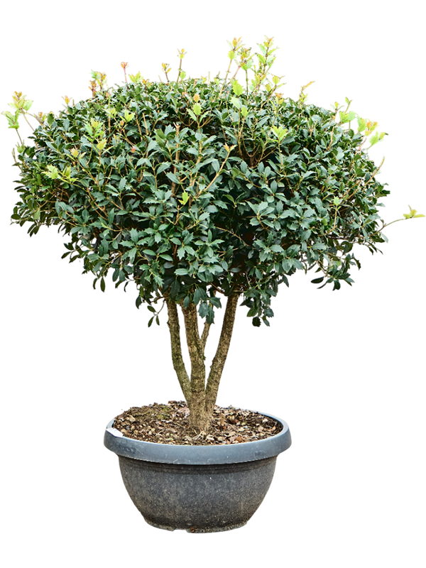 Osmanthus heterophyllus 'Ilicifolius'