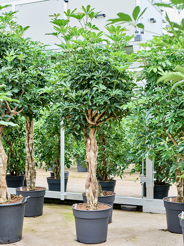 Easy-Care Umbrella Tree Schefflera arboricola 'Compacta' Tall Indoor House Plants Trees
