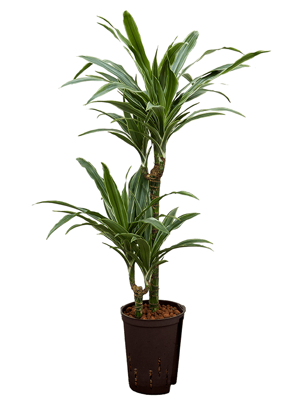 Insta-friendly Dracaena deremensis 'Warneckei' Tall Indoor House Plants Trees