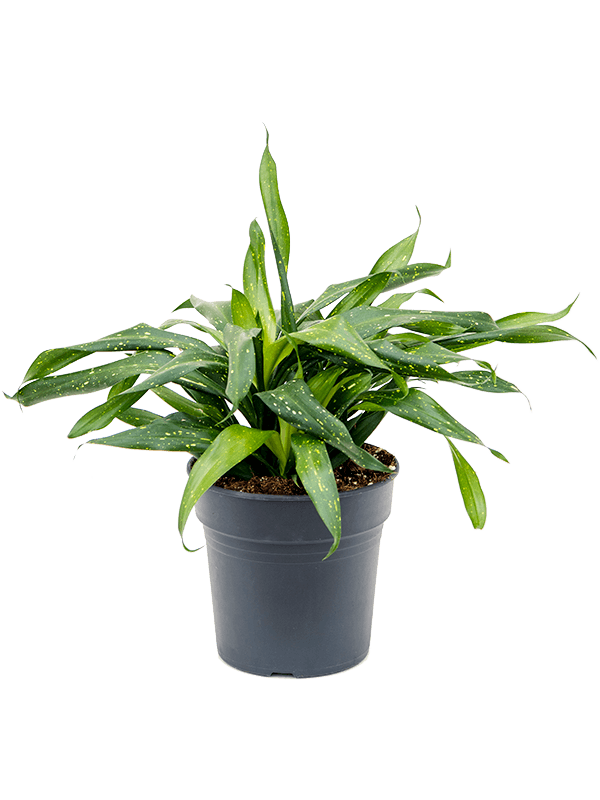 Lush Sancaena 'Fireflies Green' Indoor House Plants
