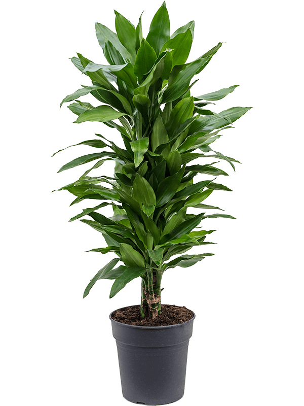 Easy-Care Corn Plant Dracaena fragrans 'Janet Lind' Tall Indoor House Plants Trees