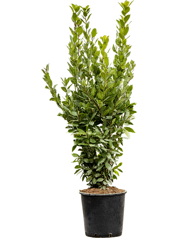 Lush Bay Tree Laurus nobilis