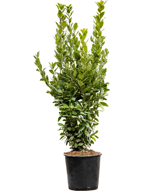 Lush Bay Tree Laurus nobilis