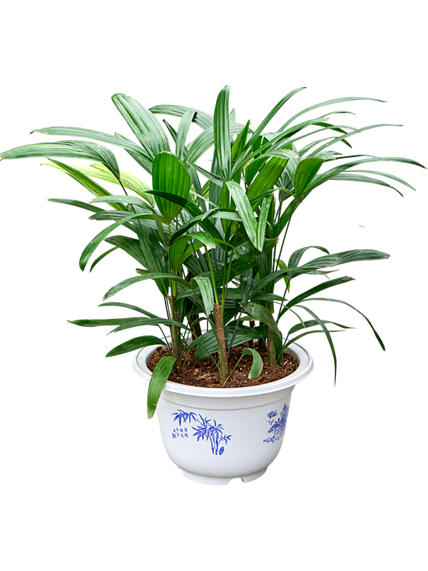 Tropical Lady Palm Rhapis excelsa Indoor House Plants