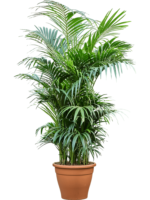 Lush Sentry Palm Kentia (Howea) forsteriana Indoor House Plants