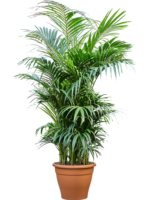 Lush Sentry Palm Kentia (Howea) forsteriana Indoor House Plants