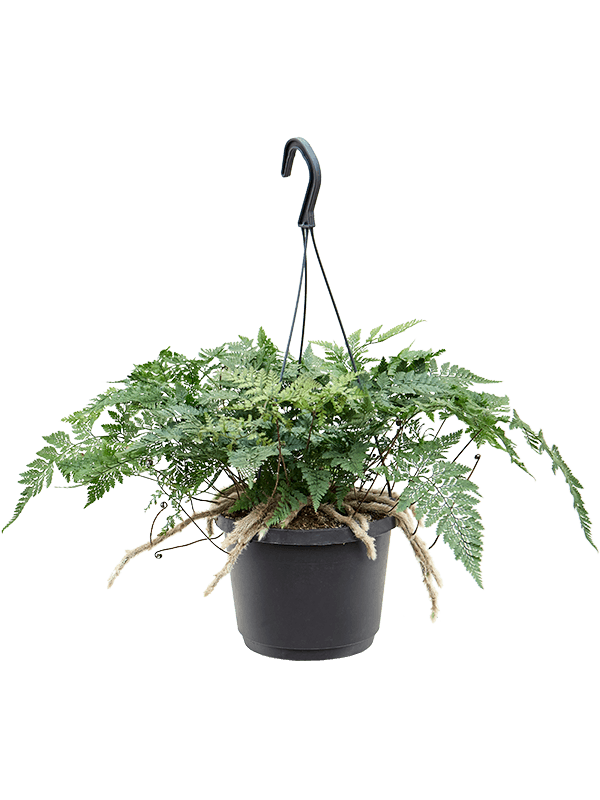 Lush Rabbit Foot Fern Humata tyermannii Indoor House Plants