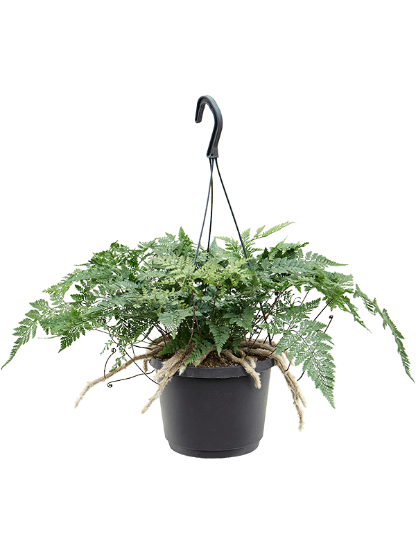 Lush Rabbit Foot Fern Humata tyermannii Indoor House Plants