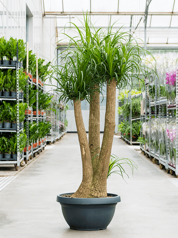 Tropical Ponytail Palm Beaucarnea recurvata Tall Indoor House Plants Trees