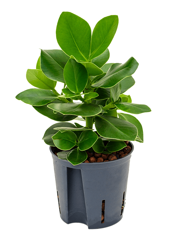 Graceful Autograph Tree Clusia rosea 'Princess' Indoor House Plants