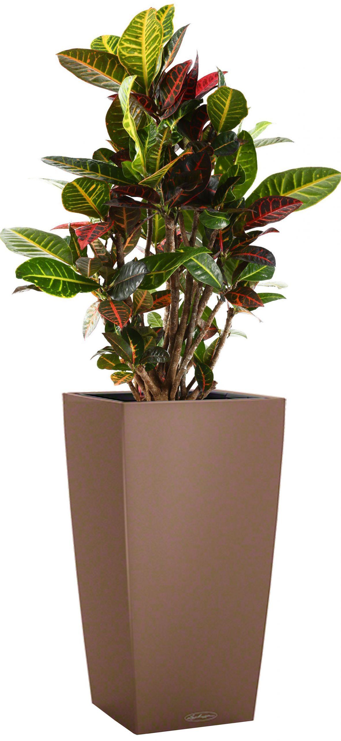 Codiaeum Petra in LECHUZA CUBICO Color Self-watering Planter, Total Height 130 cm