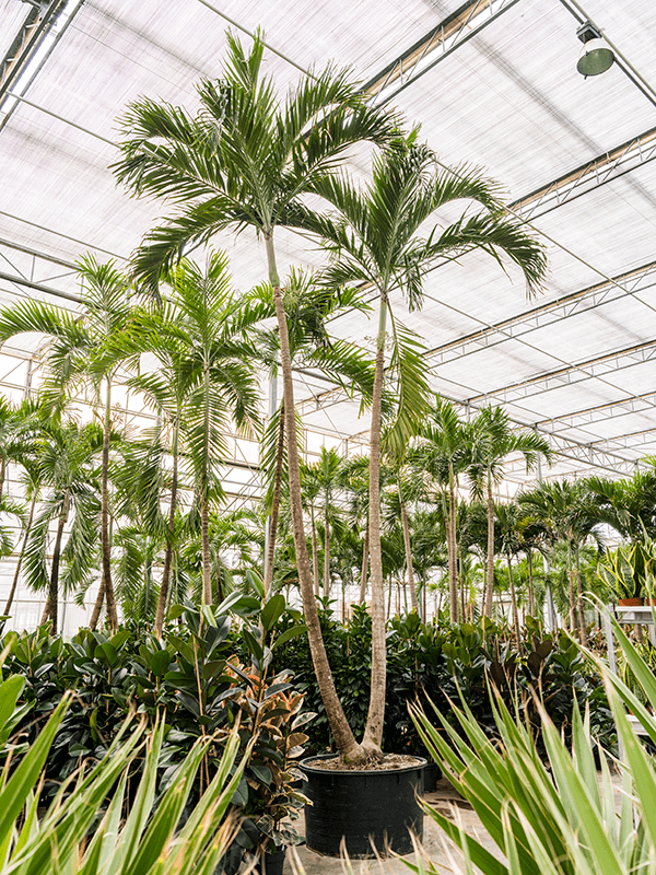 Lush Manila Palm Veitchia (Adonidia) merrillii (575-650) Indoor House Plants