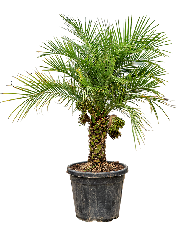 Tropical Pygmy Date Palm Phoenix roebelenii (470-500) Indoor House Plants