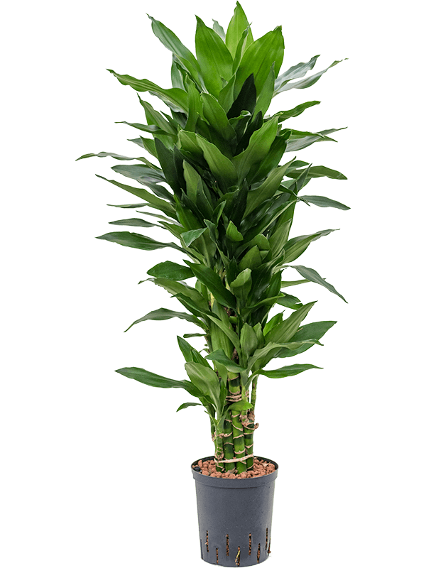 Easy-Care Corn Plant Dracaena fragrans 'Janet Lind' Tall Indoor House Plants Trees