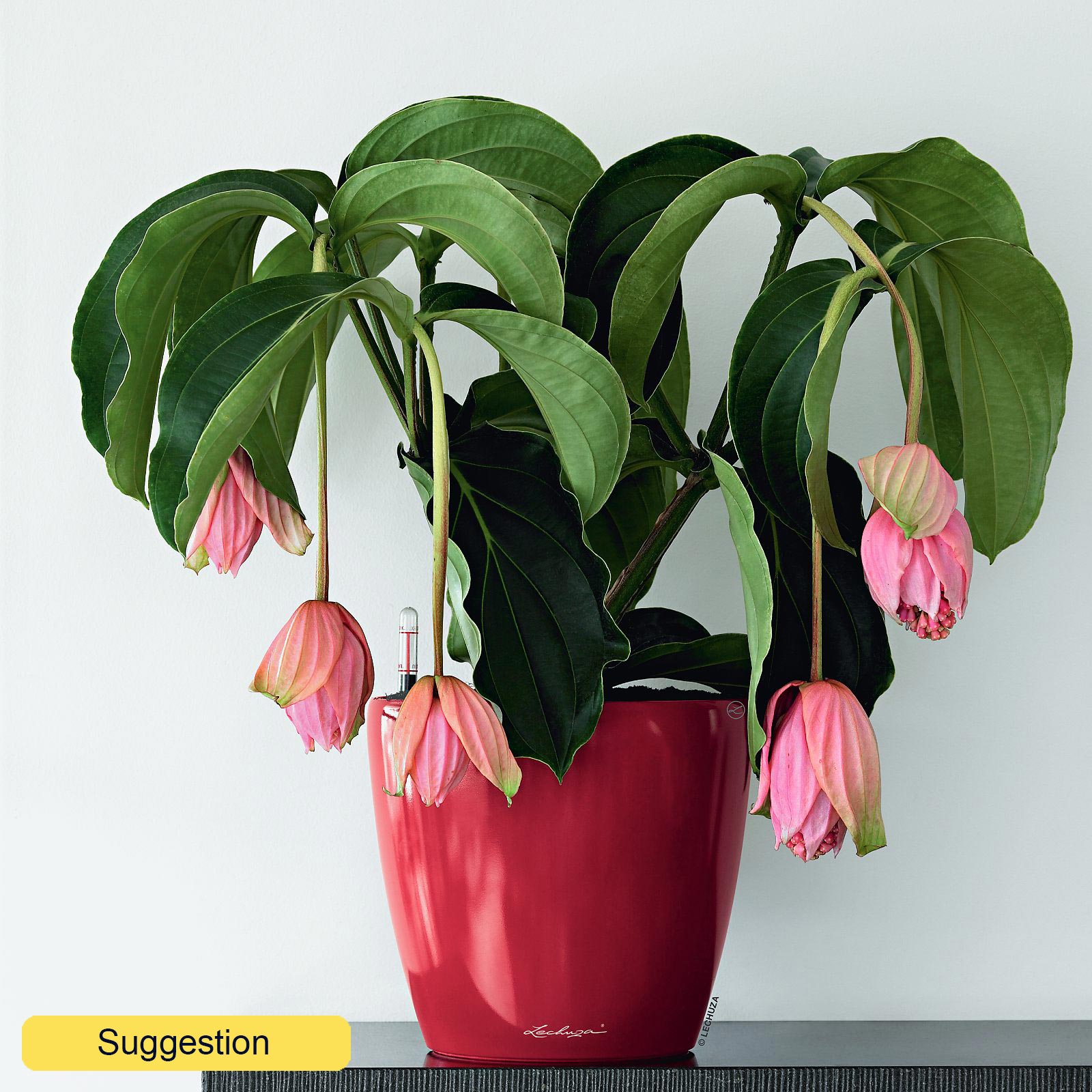 Majestic Chandelier tree Medinilla magnifica Indoor House Plants