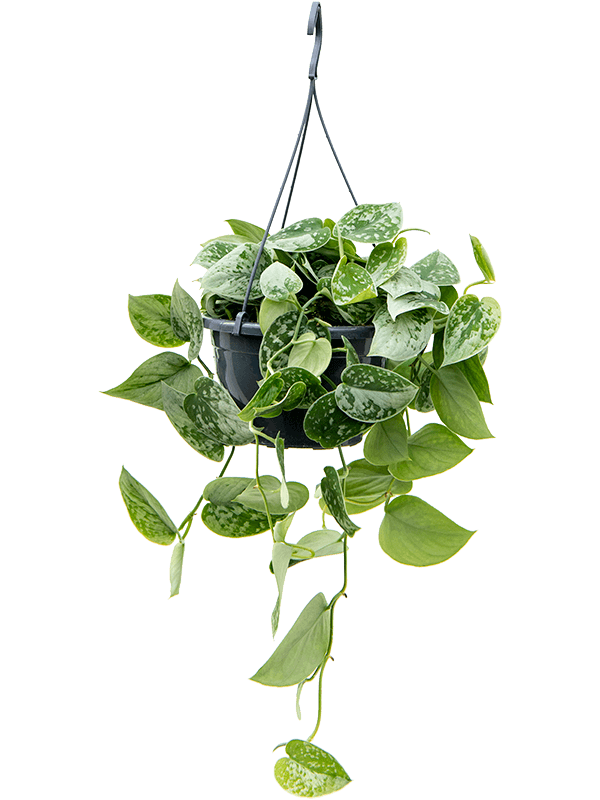 Shade-loving Satin Pothos Scindapsus pictus 'Silvery Ann'' Indoor House Plants