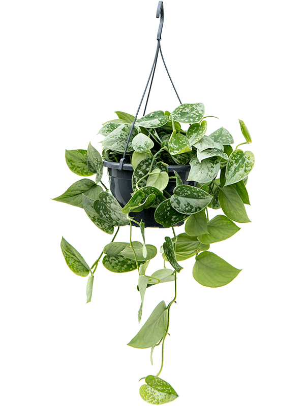 Shade-loving Satin Pothos Scindapsus pictus 'Silvery Ann'' Indoor House Plants