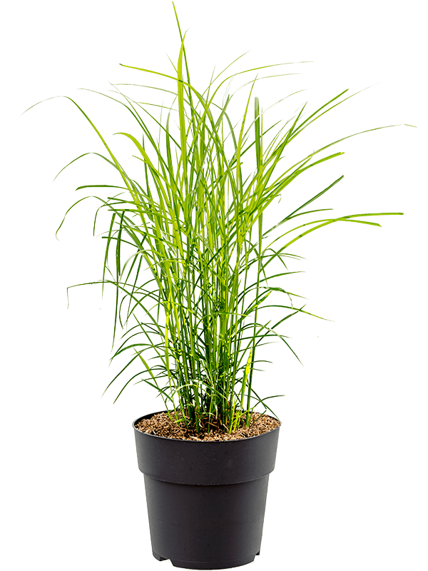 Easy-Care Maiden Grass Miscanthus sinensis 'Ferner Osten' Indoor House Plants