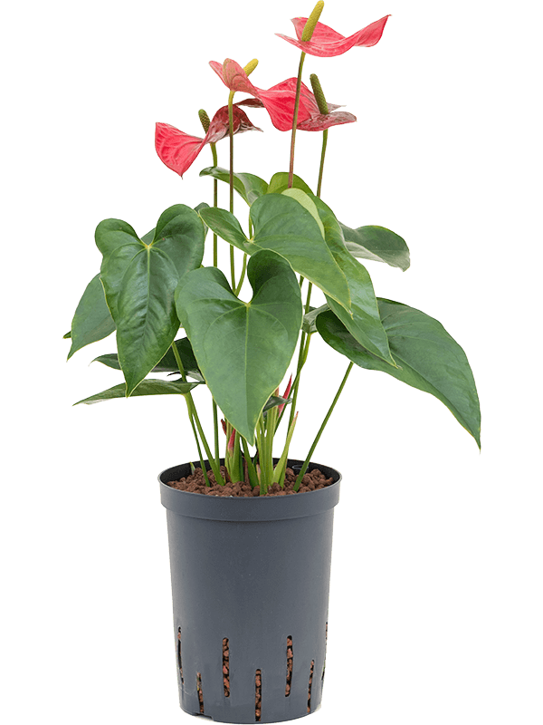 Elegant Flamingo Flower Anthurium andraeanum 'Sierra' Indoor House Plants