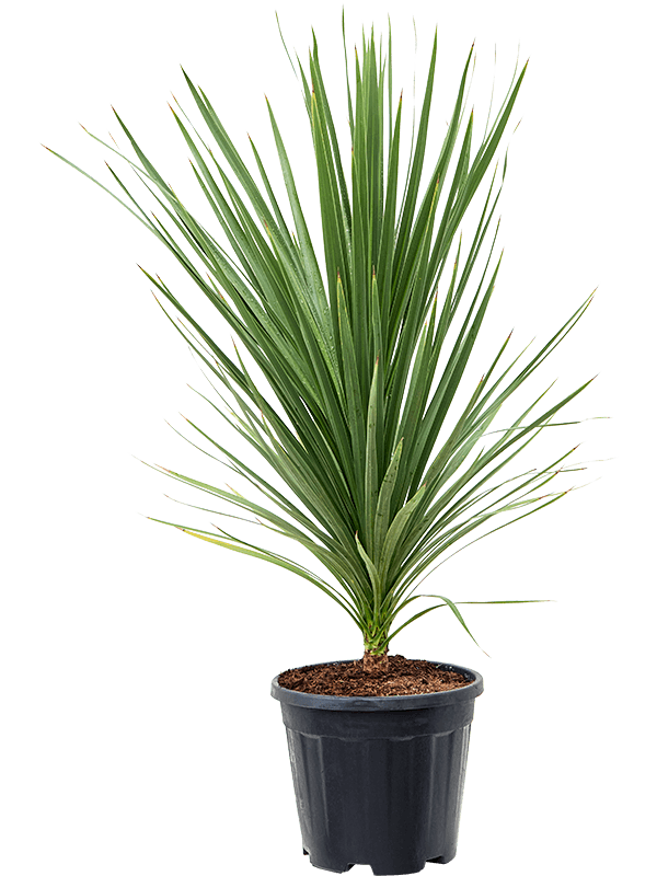 Photogenic Ti Plant Cordyline australis 'Peko' Indoor House Plants