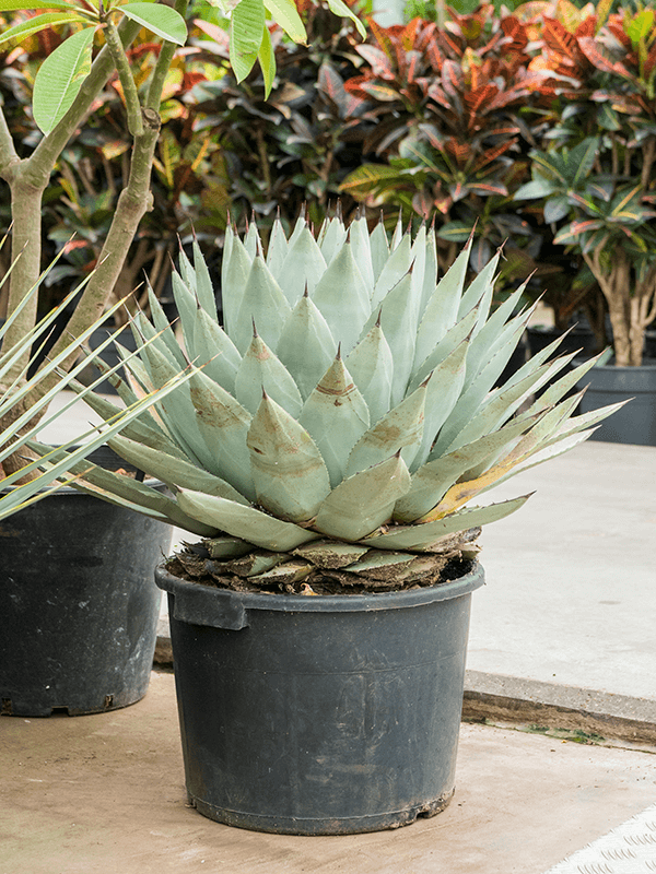 Easy-Care Parry's Agave parryi Indoor House Plants