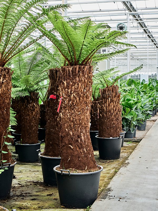 Lush Soft Tree Fern Dicksonia antarctica Tall Indoor House Plants Trees