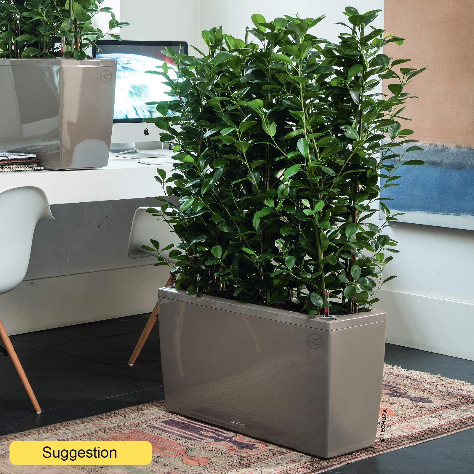 Lush Chinese Banyan Ficus microcarpa 'Moclame' Indoor House Plants