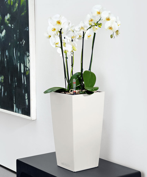 Orchid Plant Pots