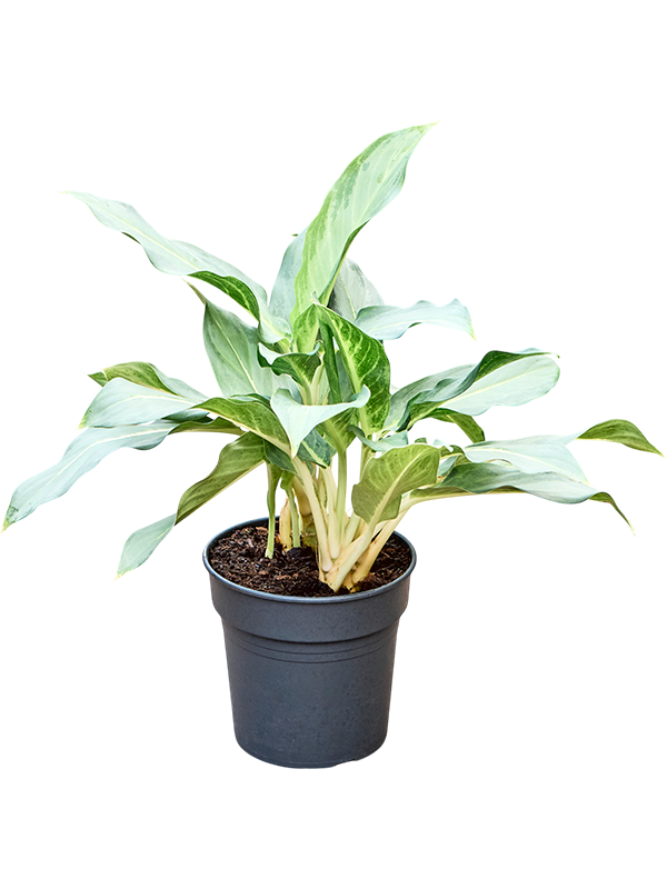Aglaonema 'Ghost'