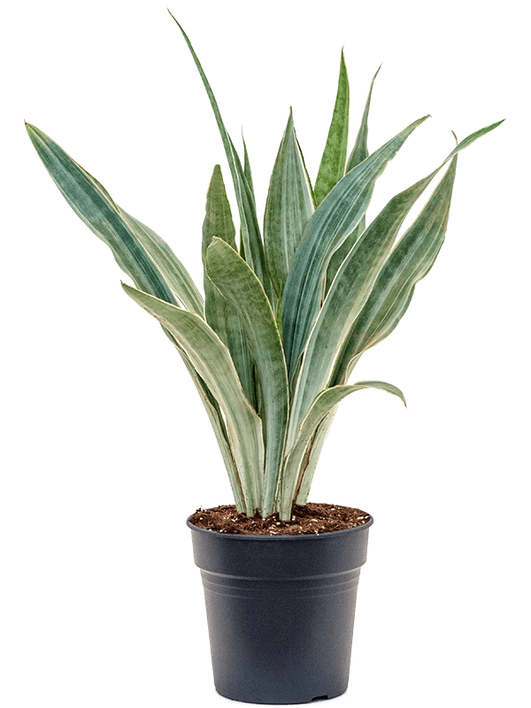 Easy-Care Snake Plant Sansevieria trifasciata 'Metallica' Indoor House Plants