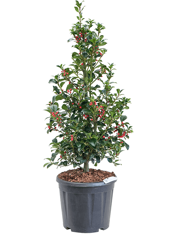 Cute Blue Holly Ilex meserveae 'Heckenfee' Outdoor Plants