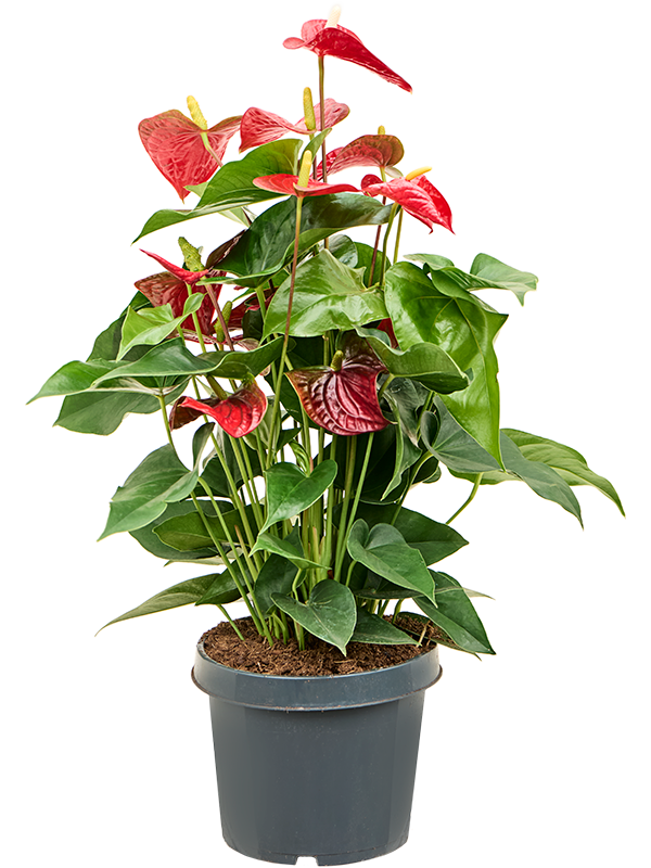 Elegant Flamingo Flower Anthurium andraeanum 'Sierra' Indoor House Plants