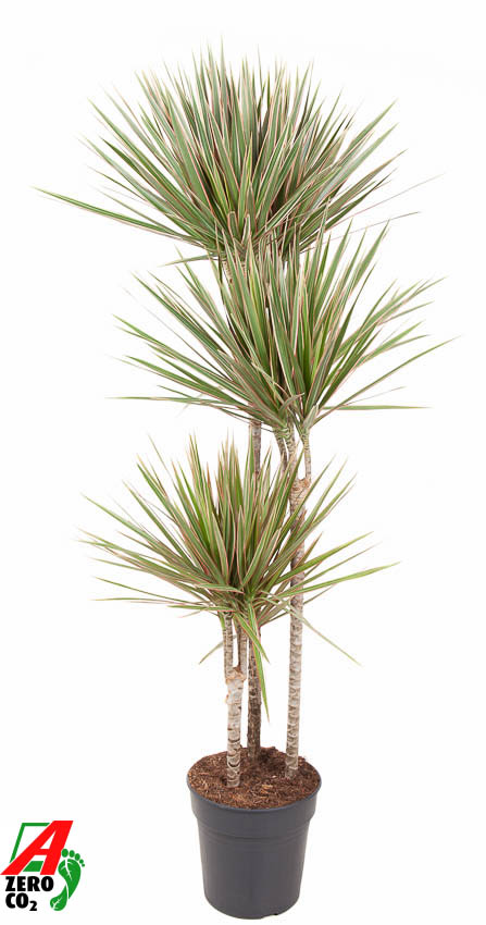 Colorful Dragon Tree Dracaena marginata Bicolor Tall Indoor House Plants Trees
