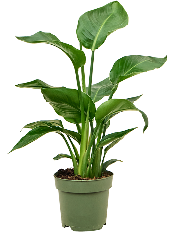 Tropical Bird of Paradise Strelitzia nicolai Indoor House Plants