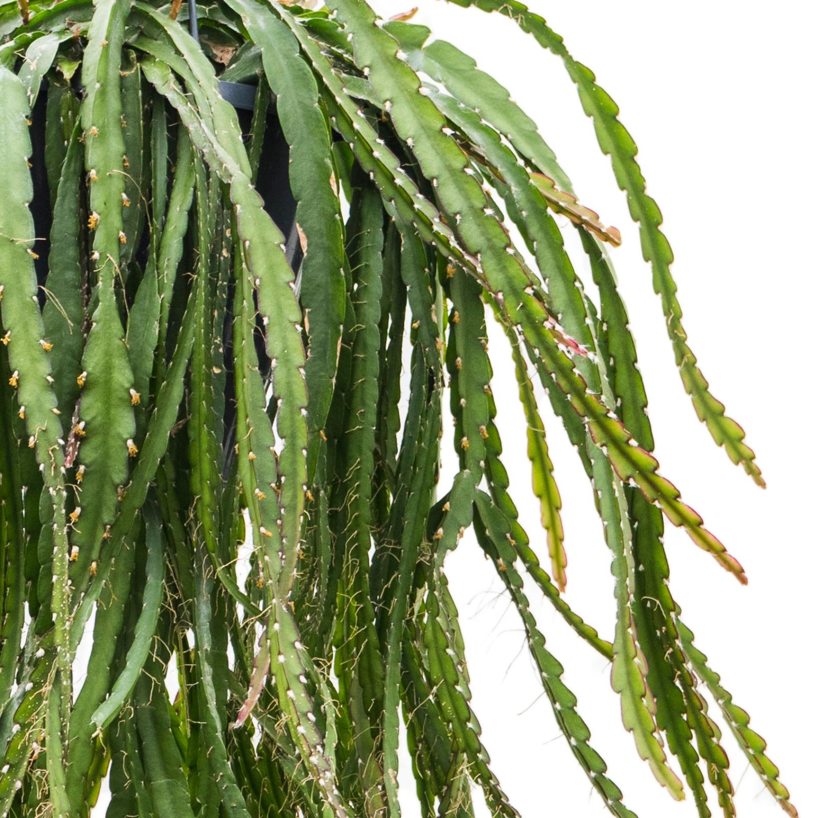 Easy-Care Hurricane Cactus Lepismium cruciforme 'Rojo' Indoor House Plants