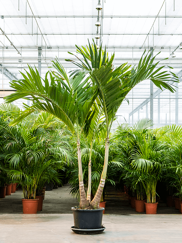 Lush Manila Palm Veitchia (Adonidia) merrillii (575-650) Indoor House Plants