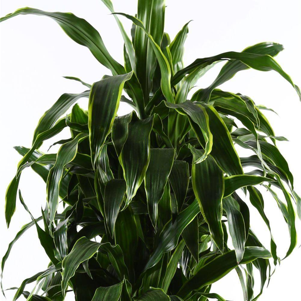 Potted House Plant Dracaena Fragrans Arturo in LECHUZA CLASSICO LS White  High Gloss Self-watering Planter, Total Height 150 cm