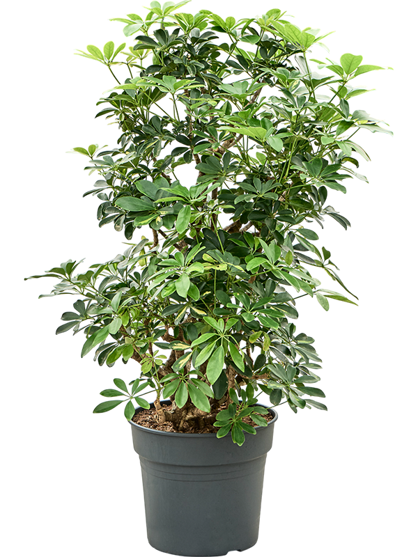 Delicate Umbrella Tree Schefflera arboricola 'Gold Capella' Indoor House Plants
