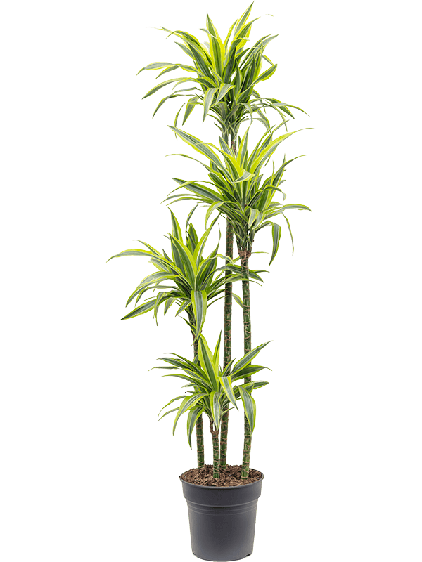 Colorful Corn Plant Dracaena fragrans 'Lemon Lime' Tall Indoor House Plants Trees