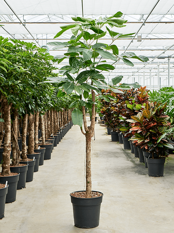 Cheerful Umbrella Tree Schefflera actinophylla 'Amate' Indoor House ...