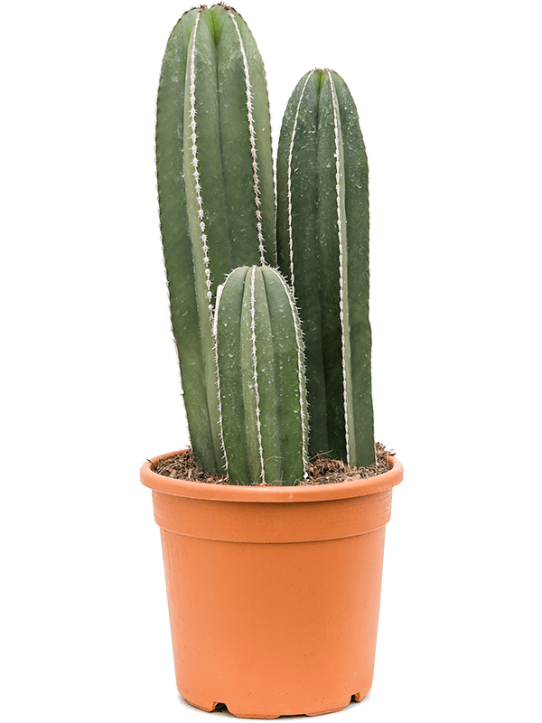 Easy-Care Organ Pipe Cactus Marginatocereus marginatus Indoor House Plants
