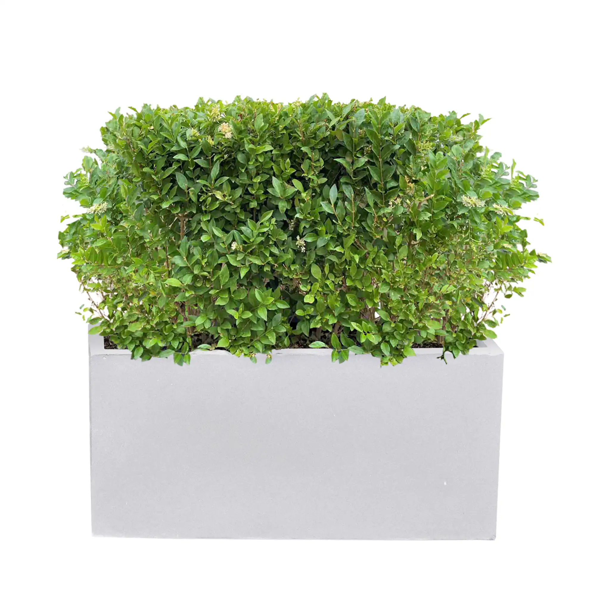 IDEALIST Lite Contemporary Light Concrete Trough Planter