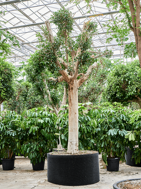 Lush Weeping Fig Ficus microcarpa ‘Nitida’ Tall Indoor House Plants Trees