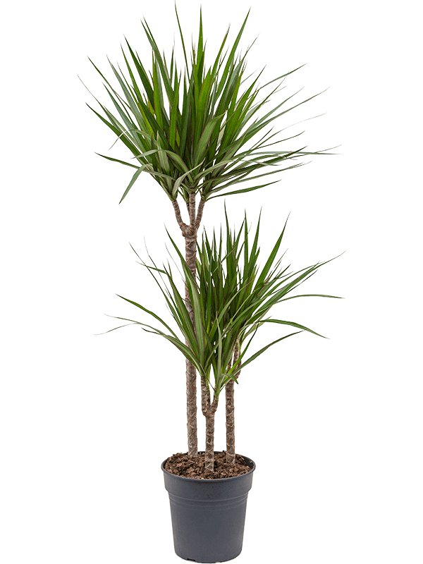 Showy Madagascar Dragon Tree Dracaena marginata Tall Indoor House Plants Trees
