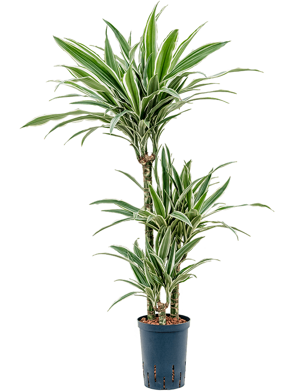 Easy-Care Corn Plant Dracaena fragrans 'White Stripe' Tall Indoor House Plants Trees