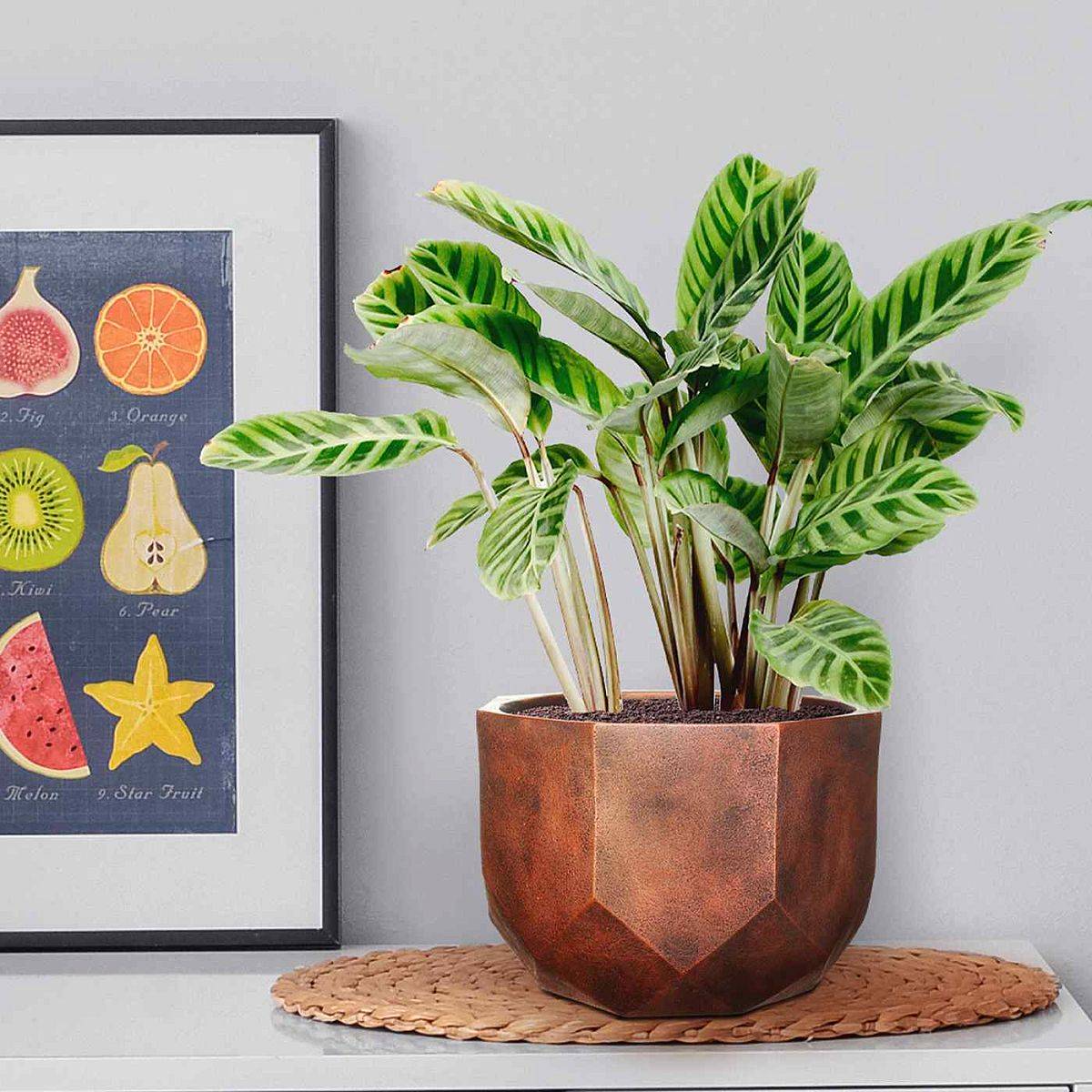 rubber plants indoor Rubber Plant Burgundy  Indoor Plant Shed