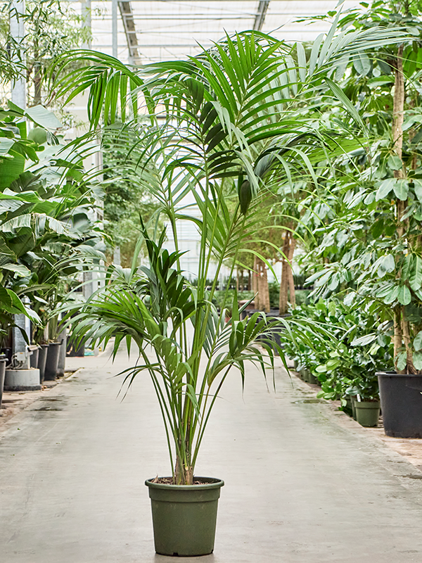 Lush Sentry Palm Kentia (Howea) forsteriana Indoor House Plants